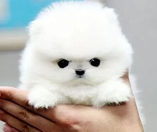 博美犬|博美犬的眼睛容易患上结膜炎与白内障