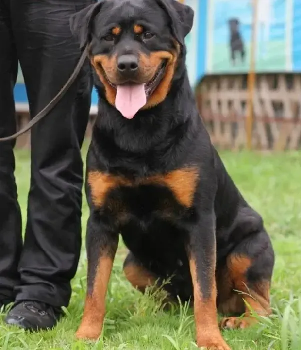 罗威纳犬|哪些食物是注定与罗威纳犬无缘的