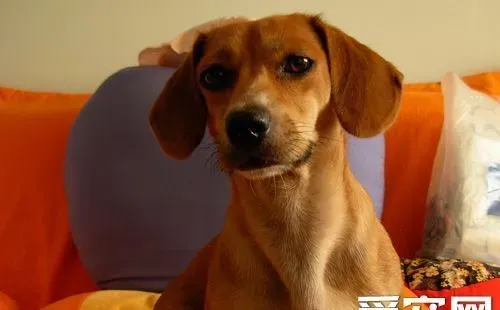 腊肠犬的喂养 比较喜欢运动的狗狗 | 腊肠犬