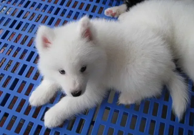 银狐犬|银狐犬呕吐发烧吃什么药治疗