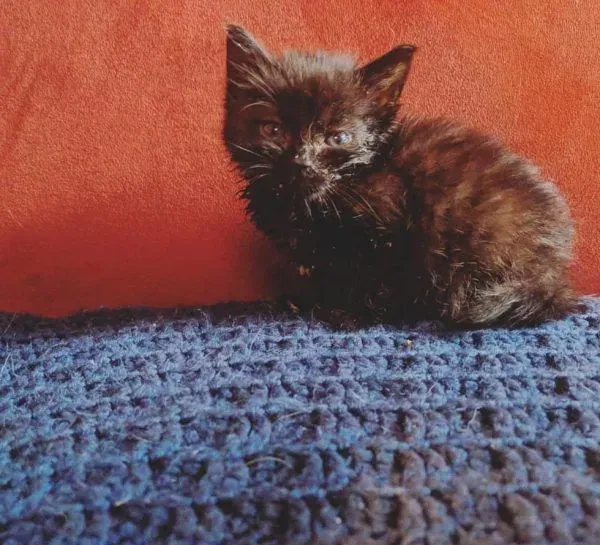 小黑猫因潮湿掉毛 新长毛后竟变身灰脸猫 | 猫