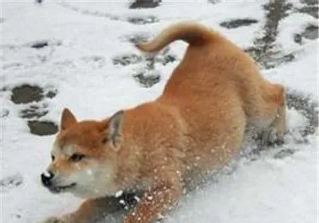 柴犬会掉毛吗 柴犬会掉毛还是比较严重的 | 柴犬