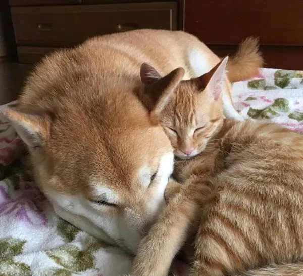 主人带回流浪小猫 让失去猫咪好友的柴柴很开心 | 狗