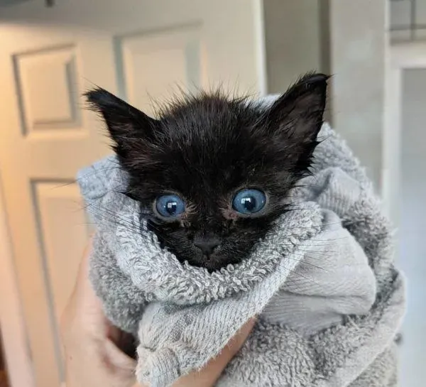小黑猫因潮湿掉毛 新长毛后竟变身灰脸猫 | 猫