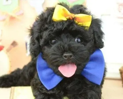 泰迪犬|教狗主人亲手为泰迪犬制作爱心狗粮