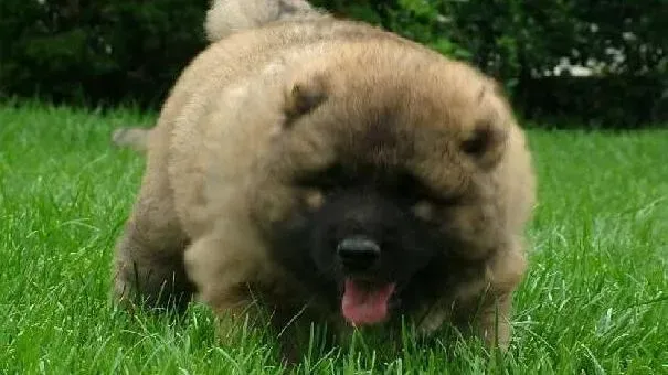 高加索犬|高加索犬幼犬注射疫苗十大注意原则