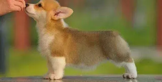 柯基犬|给柯基犬自制食物有哪些方法