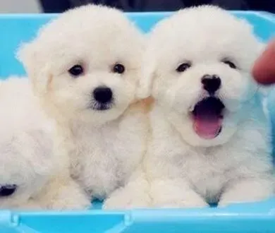 比熊犬|给比熊犬增肥的好方法
