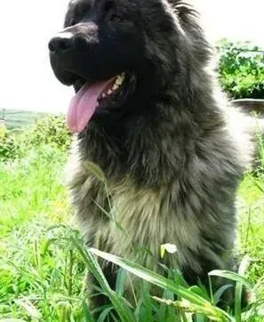 高加索犬|如何正确处理被高加索犬咬伤后的地方