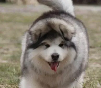 阿拉斯加犬|我家阿拉斯加犬成天流眼泪需要注意什么