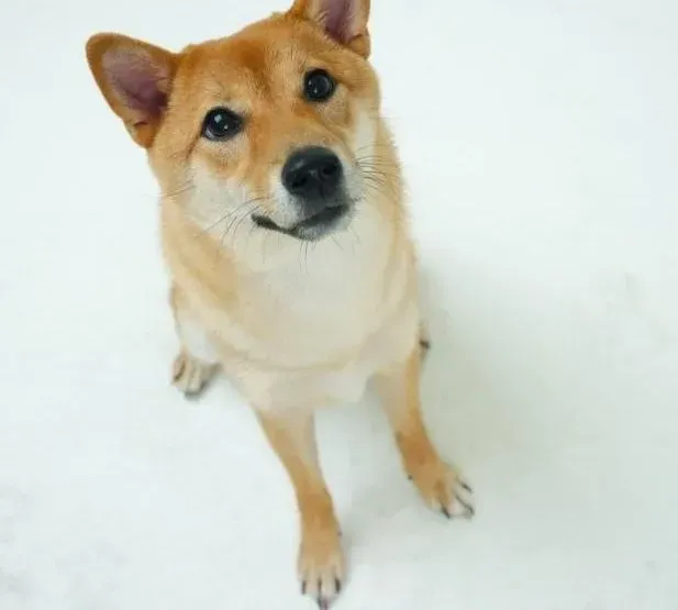 秋田犬|宠物初长成 了解秋田犬的异常发情期