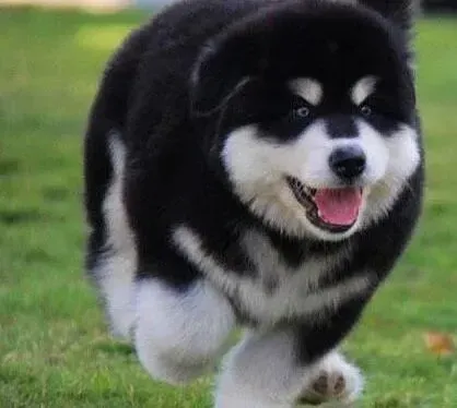 阿拉斯加犬|科学喂养阿拉斯加雪橇犬的理论基础