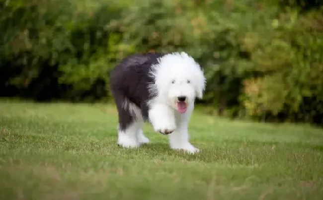 古代牧羊犬|如何让古代牧羊犬学会鉴别人追踪人