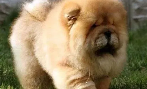 松狮犬|松狮犬经常掉毛怎么处理