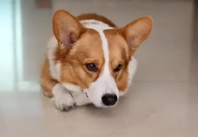 柯基犬|医疗常识 柯基犬生病有哪些前兆