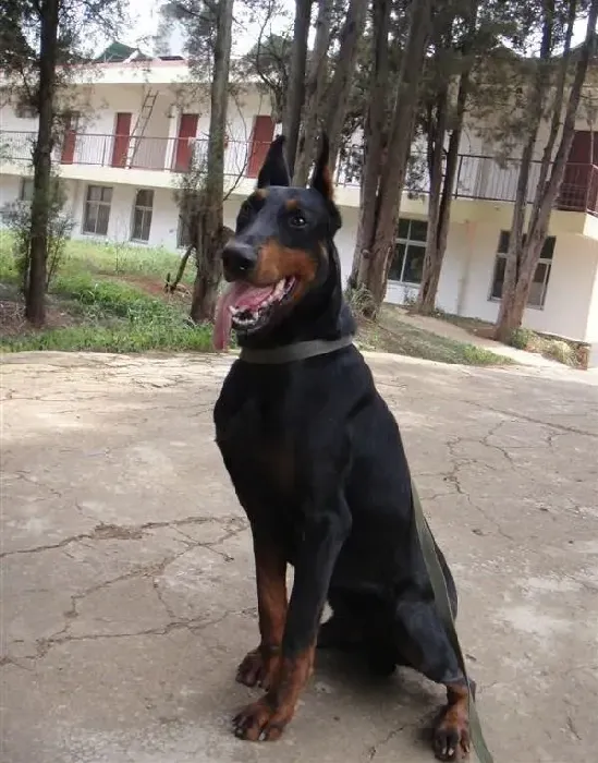杜宾犬|怎样防止被你所喜欢的杜宾犬咬伤