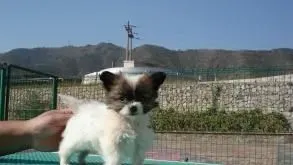 蝴蝶犬习性 蝴蝶犬是最柔弱聪颖的犬种 | 蝴蝶犬
