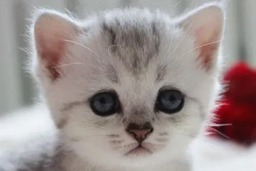 猫猫脱毛怎么办 需要加强营养加强梳毛 | 脱毛