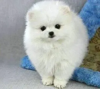 博美犬|让吉娃娃学会延缓成为言听计从的宝贝
