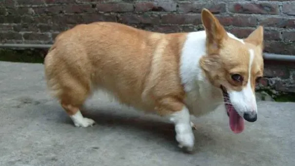 柯基犬|柯基怀孕时期注意事项 威尔士柯基犬怀孕时的饮食注意