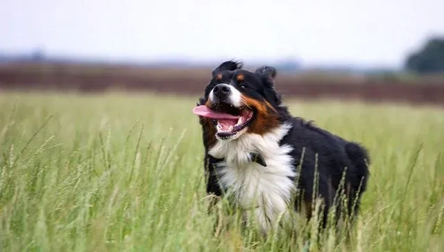 伯恩山犬的缺点有哪些 伯恩山犬心理成熟慢 | 伯恩山犬