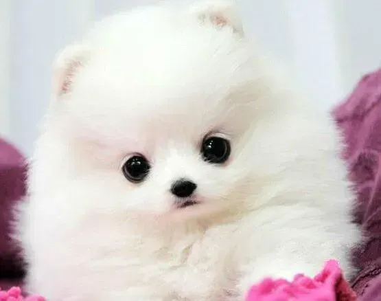 博美犬|博美犬老是随地大小便怎么训练纠正