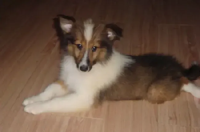 苏格兰牧羊犬|三个月的苏格兰牧羊犬拉绿色的便便怎么办