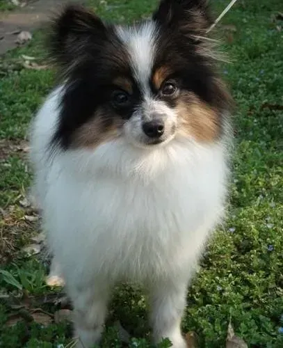 蝴蝶犬|蝴蝶犬的食欲时好时坏应怎么办