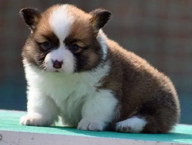 柯基犬|求方法 怎么教柯基犬卧下的动作