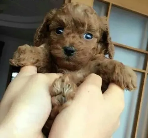 贵宾犬|怎样清洁贵宾犬脚掌底卫生