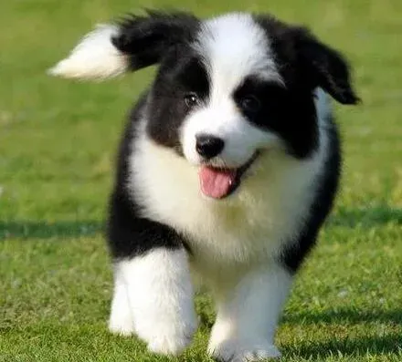 边境牧羊犬|边境牧羊犬偶尔呼吸急促是不是哮喘