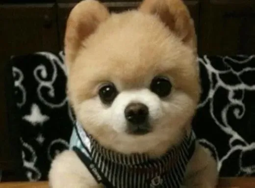 博美犬|博美犬母犬妊娠期间的正确管理方法
