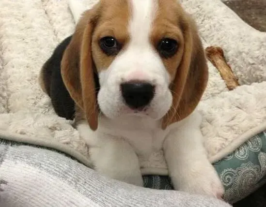 比格犬|比格犬基本训练项目介绍