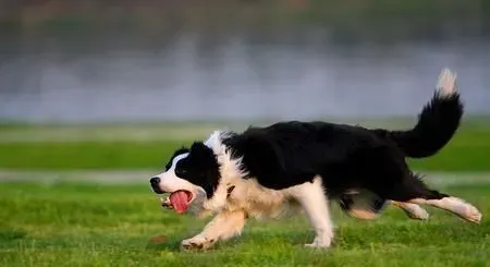 边境牧羊犬注意事项  给狗狗充足的空间和时间 | 边境牧羊犬