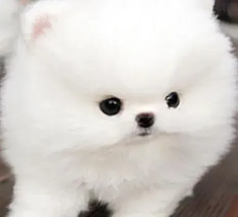 博美犬|最热训练话题 制止博美犬乱咬行为的三种方法