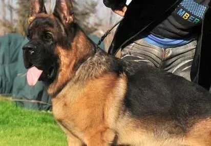 德国牧羊犬|德国牧羊犬进行室外运动时应该注意的事情