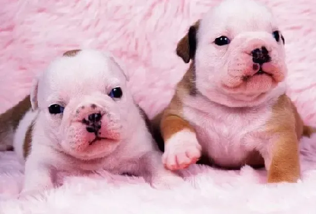 英国斗牛犬|怎样按季节给斗牛犬挑选最佳食物