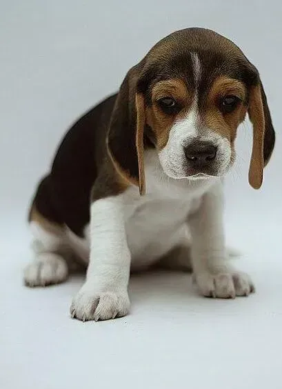 比格犬|比格犬有哪些你所不熟悉的心理活动