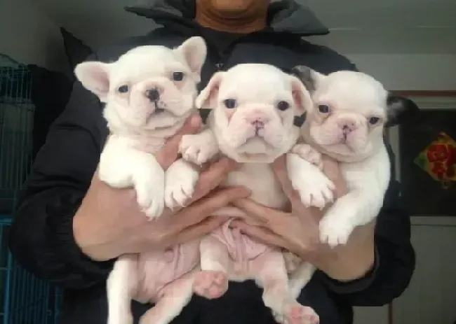 英国斗牛犬|如何护理照顾配种成功后流产的斗牛犬