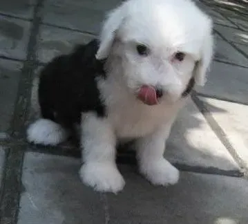 古代牧羊犬|怎样在夏季的时候为古代牧羊犬做好防潮准备