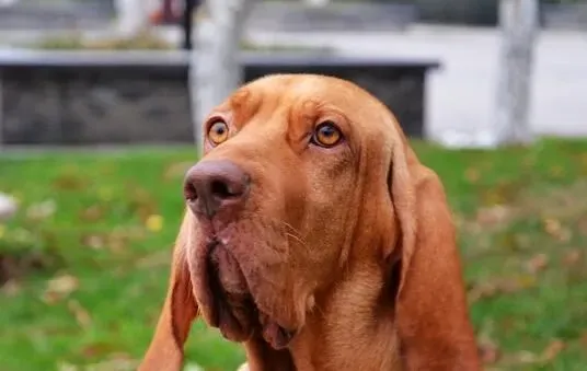 寻血猎犬如何饲养 给予充足的水是十分重要的 | 寻血猎犬