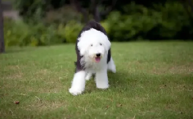 古代牧羊犬|给古代牧羊犬美容要分为几步