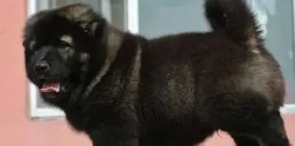 高加索犬|如何进行双语训练让高加索犬不发晕