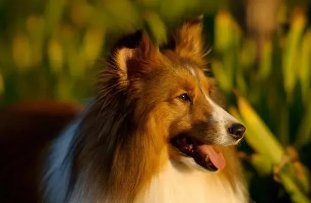 喜乐蒂牧羊犬难养不 是比较好养的一种犬种 | 喜乐蒂牧羊犬