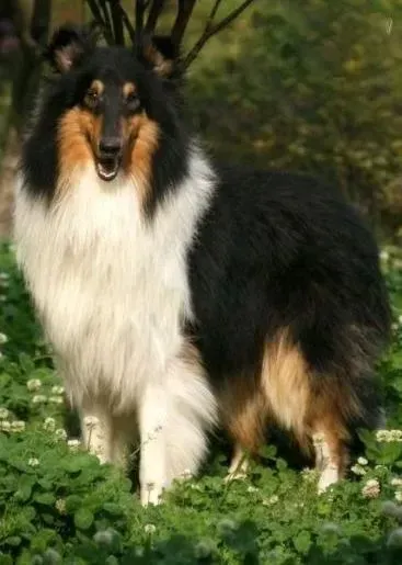 苏格兰牧羊犬|才到新家的苏格兰牧羊犬洗完澡就开始呕吐怎么办