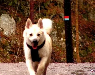 挪威布哈德犬的养护常识 注意耳朵的清洁 | 挪威布哈德犬