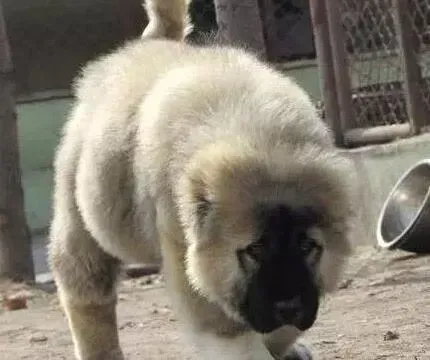 高加索犬|饮食健康 饲主给高加索犬挑选零食须注意采购要点