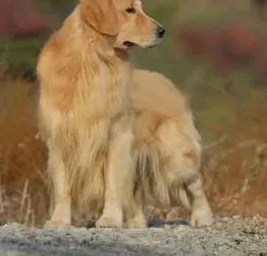 金毛|喂食金毛犬的基本准则——八分饱最合适