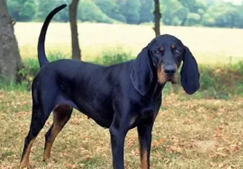 黑褐色猎浣熊犬怎么训练 掌握训练技巧 | 黑褐色猎浣熊犬