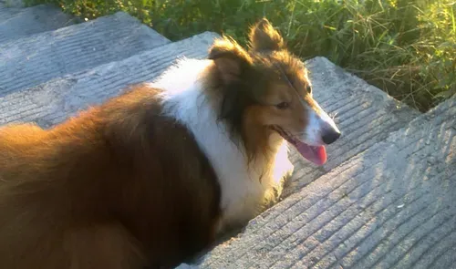 喜乐蒂牧羊犬的智商 喜乐蒂牧羊犬聪明伶俐 | 喜乐蒂牧羊犬